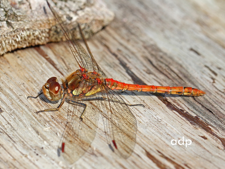 Bookham Common, August 2011 IMG_5716tqs800c CoDa Sympetrum striolatum BC.jpg